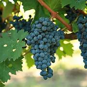 Cabernet Sauvignon Grape fruit seeds for planting - Heirloom & Non-GMO garden seeds, ideal for backyard vineyards