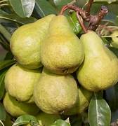 Packham’s Triumph Pear fruit seeds for planting - Heirloom & Non-GMO Garden seeds, green sweet pears for home orchards