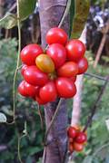 Tiliacora Fruit Seeds for Planting – Rare Heirloom & Non-GMO Climbing Variety for Home Gardens