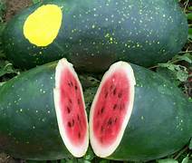 Moon and Stars Watermelon fruit seeds for planting – Heirloom & Non-GMO sweet unique garden seeds