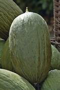 Melon Pinonet fruit seeds for planting - Heirloom & Non-GMO garden seeds for tropical refreshing harvests