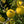 Yellow Cydonia pome fruit seeds for planting - Heirloom & Non-GMO Garden seeds