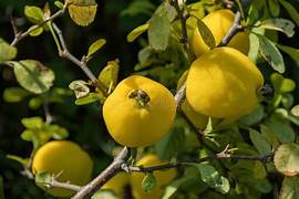 Yellow Cydonia pome fruit seeds for planting - Heirloom & Non-GMO Garden seeds
