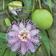 Green Passiflora Incarnata fruit seeds for planting - Heirloom & Non-GMO garden seeds, hardy medicinal variety