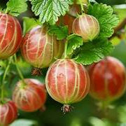 Gooseberries fruit seeds for planting - Heirloom & Non-GMO garden seeds, tart berries for rich harvests