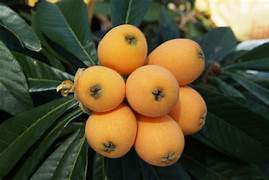 Orange Loquat Medlar fruit seeds for planting - Heirloom & Non-GMO Garden seeds