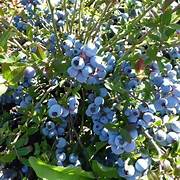 Giant Blueberry fruit seeds for planting - Heirloom & Non-GMO Garden seeds