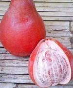 Red Pomelo fruit seeds for planting - Heirloom & Non-GMO sweet citrus garden seeds
