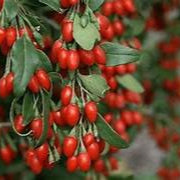 Goji Berry fruit seeds for planting - Heirloom & Non-GMO Garden seeds, superfruit for wellness gardens