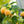 Anne Yellow Raspberry fruit seeds for planting - Heirloom & Non-GMO Garden seeds
