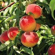 Red Haven Peach fruit seeds for planting – Heirloom & Non-GMO garden seeds, sweet juicy peaches for home growing