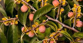 Texas Persimmons Fruit Tree Seeds for Planting – Heirloom & Non-GMO Garden seeds, sweet native fruits for home yards