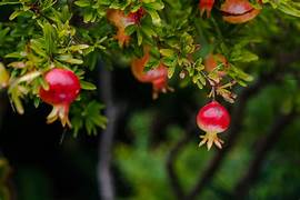 Dark Red Pomegranate fruit seeds for planting - Heirloom & Non-GMO garden seeds for juicy tart-sweet flavor