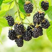 Blackberry fruit seeds for planting - Heirloom & Non-GMO Garden seeds