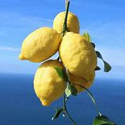Italian Amalfi Lemon Fruit Seeds for Planting - Heirloom & Non-GMO Garden Seeds