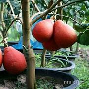 Red Pomelo fruit seeds for planting - Heirloom & Non-GMO sweet citrus garden seeds