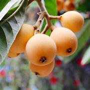 Orange Loquat Medlar fruit seeds for planting - Heirloom & Non-GMO Garden seeds