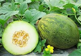 White Cantaloupe Melon fruit seeds for planting - Heirloom & Non-GMO Garden seeds