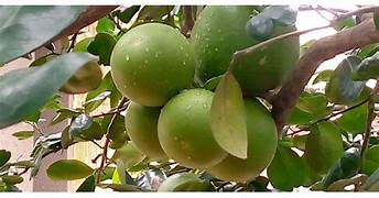 Pomelo Fruit Seeds for Planting – Heirloom & Non-GMO Sweet Citrus Seeds for Garden Lovers