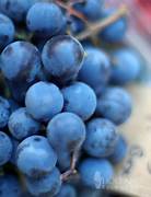 Sky Blue Grape Fruit Seeds for Planting – Heirloom & Non-GMO Garden seeds, rare variety for unique vineyards