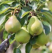 Packham’s Triumph Pear fruit seeds for planting - Heirloom & Non-GMO Garden seeds, green sweet pears for home orchards