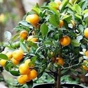 Mixed Orange fruit seeds for planting - Heirloom & Non-GMO Garden seeds