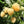 Anne Yellow Raspberry fruit seeds for planting - Heirloom & Non-GMO Garden seeds