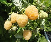 Anne Yellow Raspberry fruit seeds for planting - Heirloom & Non-GMO Garden seeds