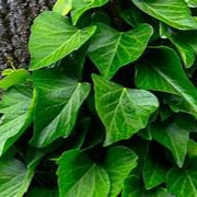Ivy plant seeds for planting – Heirloom & Non-GMO garden seeds, lush green foliage for indoor and outdoor spaces