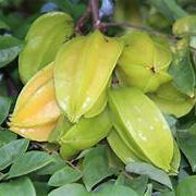 Thai Starfruit fruit seeds for planting - Heirloom & Non-GMO Garden seeds, tangy exotic fruits for backyard orchards
