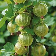 Gooseberries fruit seeds for planting - Heirloom & Non-GMO garden seeds, tart berries for rich harvests