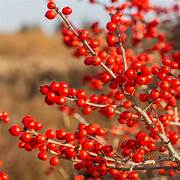 Decorative Winterberry fruit seeds for planting - Heirloom & Non-GMO Garden seeds, ideal for festive gardens