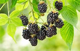 Blackberry fruit seeds for planting – Heirloom & Non-GMO garden seeds, grow sweet berry bushes at home