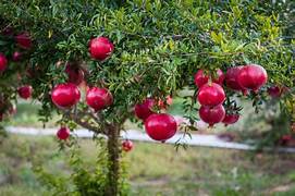 Dark Red Pomegranate fruit seeds for planting - Heirloom & Non-GMO garden seeds for juicy tart-sweet flavor