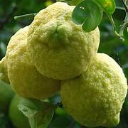 Giant Rough Lemon fruit seeds for planting - Heirloom & Non-GMO Garden seeds, hardy citrus trees for drought-prone gardens