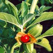 Ashwagandha herb seeds for planting – Heirloom & Non-GMO garden seeds, medicinal plant for wellness and vitality