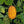 Yellow Kiwano Melon fruit seeds for planting - Heirloom & Non-GMO Garden seeds, spiky exotic melon variety