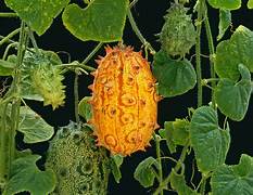 Yellow Kiwano Melon fruit seeds for planting - Heirloom & Non-GMO Garden seeds, spiky exotic melon variety