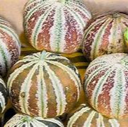 Rare Melon fruit seeds for planting - Heirloom & Non-GMO Garden seeds, unique vines for creative gardens