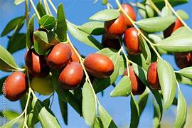 Giant Sweet Jujube fruit seeds for planting - Heirloom & Non-GMO Garden seeds, maroon fruit variety for backyard growers