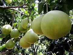 Pomelo Fruit Seeds for Planting – Heirloom & Non-GMO Sweet Citrus Seeds for Garden Lovers