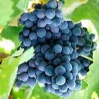 Fresh Grape Fruit Seeds for Planting - Heirloom & Non-GMO Garden Seeds