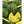 Yellow Crimson Watermelon fruit seeds for planting – Heirloom & Non-GMO garden seeds for unique refreshing harvest