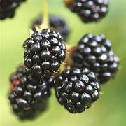 Blackberry fruit seeds for planting – Heirloom & Non-GMO garden seeds, grow sweet berry bushes at home