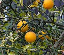 Orange Poncirus Trifoliata fruit seeds for planting – Heirloom & Non-GMO unique hardy garden seeds