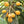 Yellow Loquat fruit seeds for planting - Heirloom & Non-GMO Garden seeds