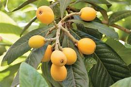 Yellow Loquat fruit seeds for planting - Heirloom & Non-GMO Garden seeds