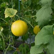 Honey Melon fruit seeds for planting - Heirloom & Non-GMO garden seeds, sweet and refreshing melon variety