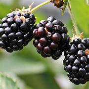 Blackberry fruit seeds for planting - Heirloom & Non-GMO Garden seeds