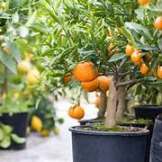 Mixed Orange fruit seeds for planting - Heirloom & Non-GMO Garden seeds
